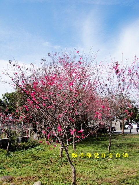 【台中新社櫻木花道】台中旅遊．新社賞櫻季．新社區公所前櫻木花道．豔子藤旅遊地圖