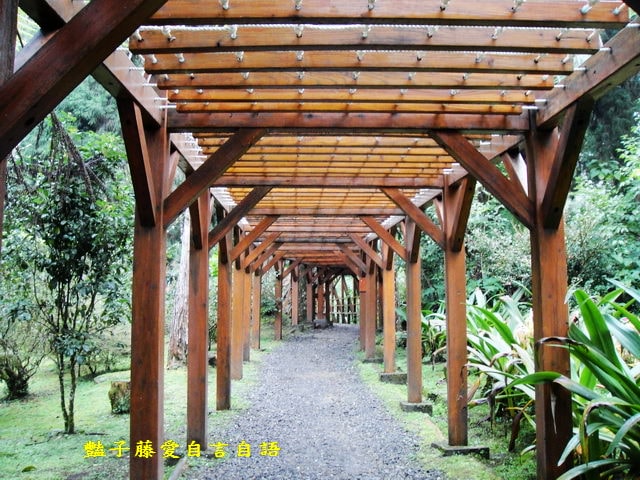 南投旅遊＆溪頭探索森林。精靈聚落喜迎芬多精的洗禮【豔子藤旅遊全地圖】
