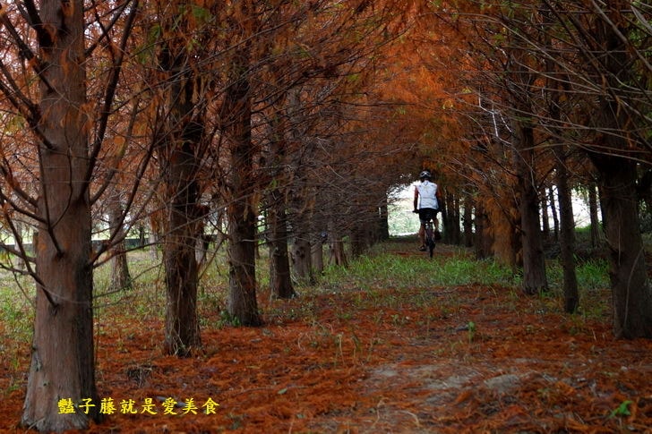 【台中霧峰落羽松】私房秘境．韓劇場景秋意濃．台灣原來這麼美．豔子藤旅遊地圖