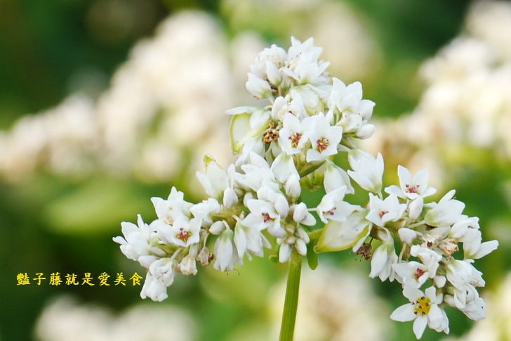 冬戀蕎麥花海．微醺旅行農戀二林．蕎見台灣白雪的幸福【豔子藤彰化好吃好玩一日遊】