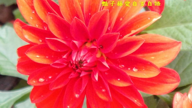 【微距鏡頭的異想世界】豔子藤的微距鏡頭　你可以再靠近一點