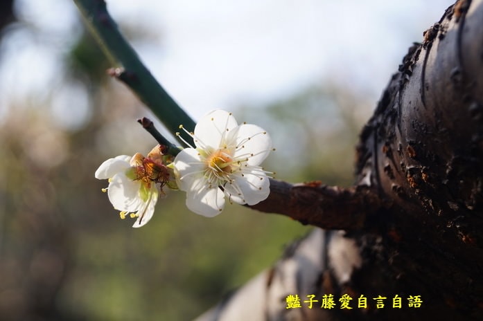【台中梅花隧道】台中新社賞梅秘境．豔子藤旅遊地圖