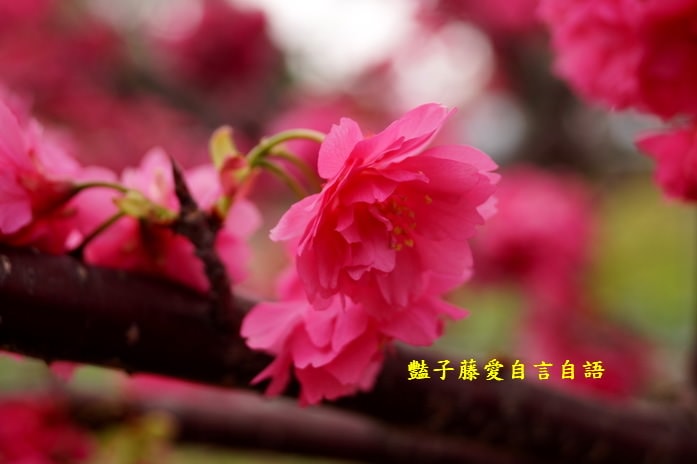【泰安派出所櫻花】台灣最美警察局櫻花爆開．爆紅賞櫻私房景點．豔子藤旅遊地圖