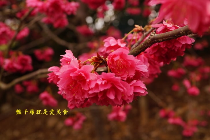 【草泥馬咖啡】台中新社親子遊．可愛草泥馬萌翻天．餵食草泥馬教戰守則．豔子藤旅遊地圖