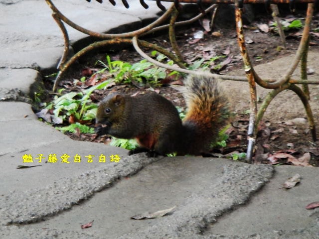 南投旅遊＆遇見可愛松鼠。你可以再靠近一點【豔子藤旅遊全地圖】