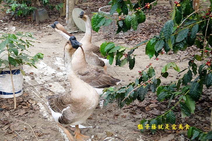 【台灣咖啡．南鄉咖啡園】南投中寮愛妻咖啡．無師自通的咖啡園主．鵝鵝鵝曲項向天歌．鵝群守護的咖啡園