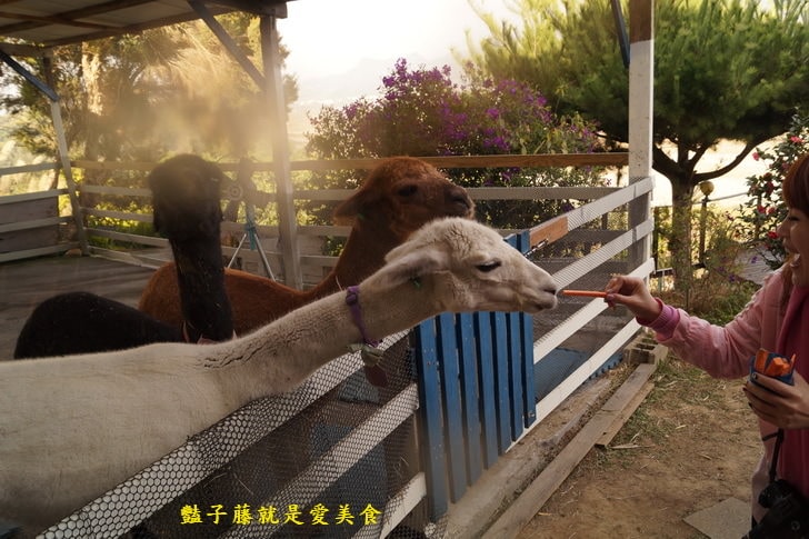 【草泥馬咖啡】台中新社親子遊．可愛草泥馬萌翻天．餵食草泥馬教戰守則．豔子藤旅遊地圖