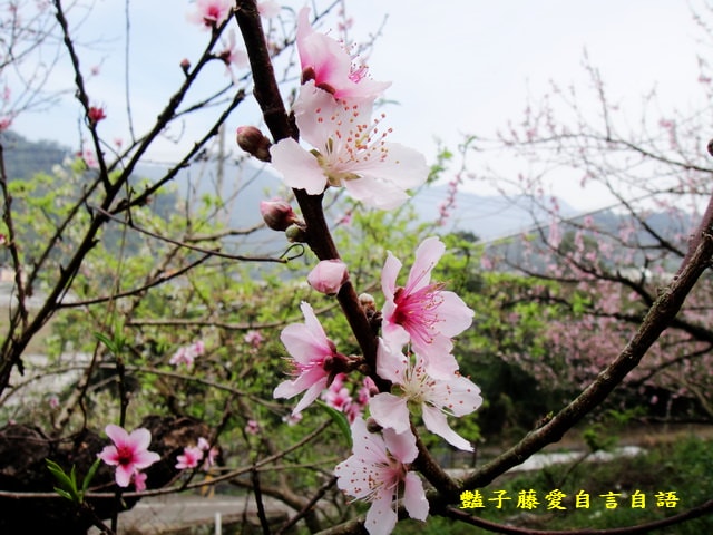 【台中秘境桃花園】台中新社美林路桃花園．遇見世外桃源．豔子藤旅遊地圖