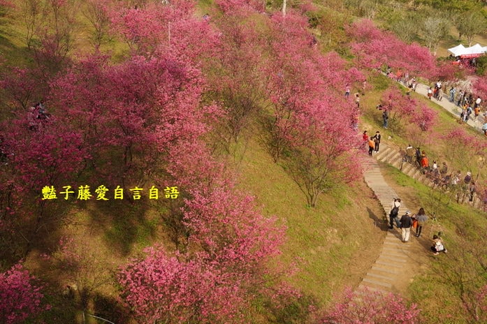 【大坑濁水巷櫻花】台中櫻花爆紅秘境．2014台中賞櫻情報．豔子藤旅遊地圖