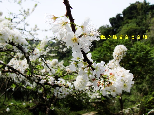 【台中桃接李】台中旅遊．桃接李花海．雪白李花盛開．豔子藤旅遊地圖