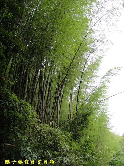 【走進綠世界】－看見美麗新世界