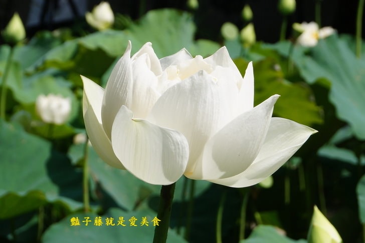 【台中賞蓮荷花賞花情報】台中蓮花攝影家私房景點．景賢公園荷花池．遇見白色蓮花．豔子藤旅遊全地圖