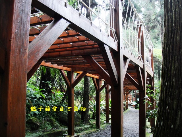 南投旅遊＆溪頭探索森林。精靈聚落喜迎芬多精的洗禮【豔子藤旅遊全地圖】