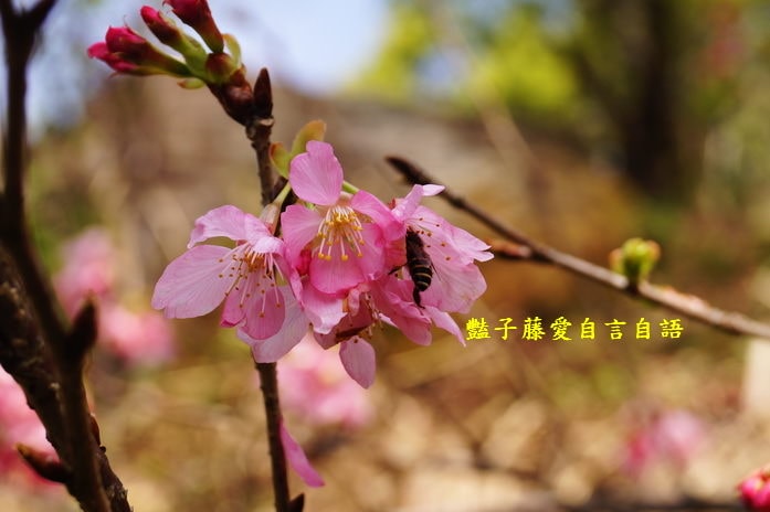【沐心泉櫻花】花末已了．新社櫻花季花況．賞花情報．豔子藤旅遊地圖