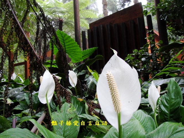 南投旅遊＆溪頭探索森林。精靈聚落喜迎芬多精的洗禮【豔子藤旅遊全地圖】
