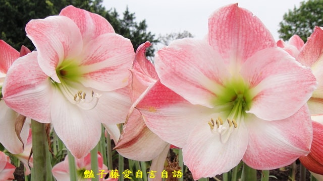 【微距鏡頭的異想世界】豔子藤的微距鏡頭　你可以再靠近一點