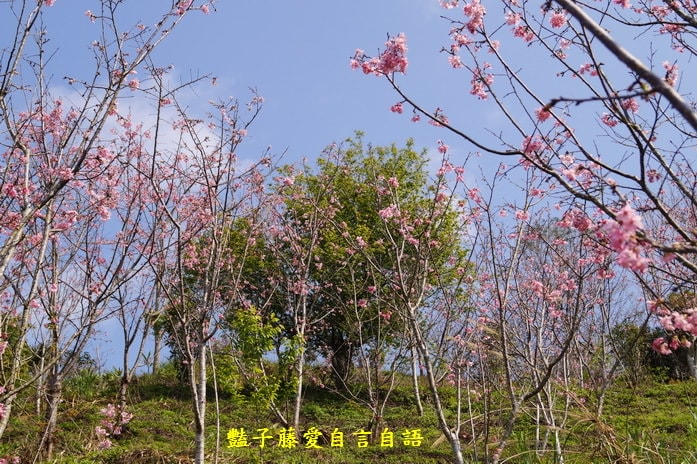 【沐心泉櫻花】花末已了．新社櫻花季花況．賞花情報．豔子藤旅遊地圖