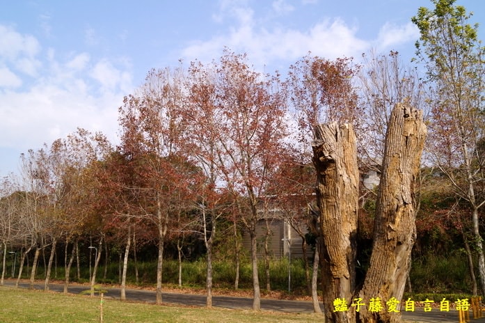 櫻花祭前．臺中市后里泰安商圈樂活深度一日遊【豔子藤臺中商圈一日遊】