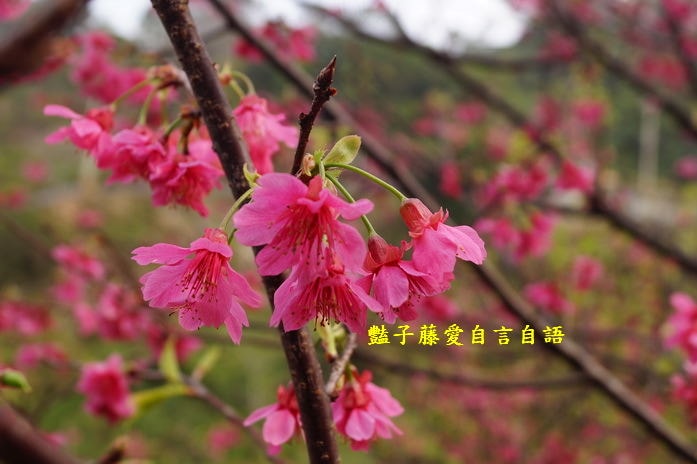 【大坑濁水巷櫻花】台中櫻花爆紅秘境．2014台中賞櫻情報．豔子藤旅遊地圖
