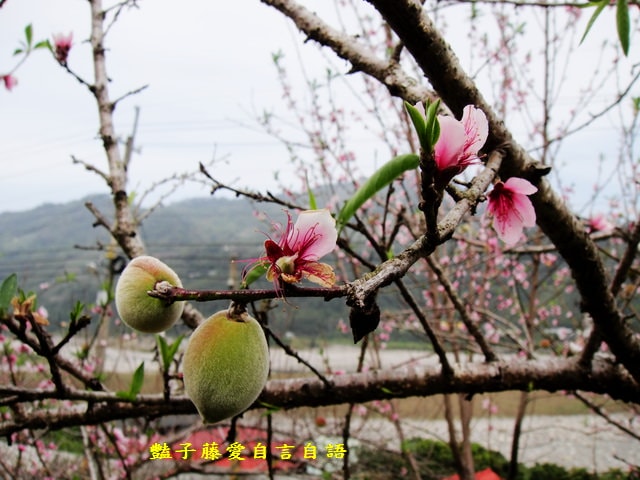 【台中秘境桃花園】台中新社美林路桃花園．遇見世外桃源．豔子藤旅遊地圖