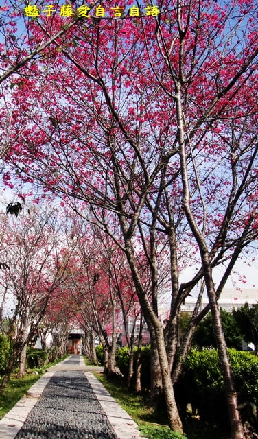 【台中新社櫻木花道】台中旅遊．新社賞櫻季．新社區公所前櫻木花道．豔子藤旅遊地圖