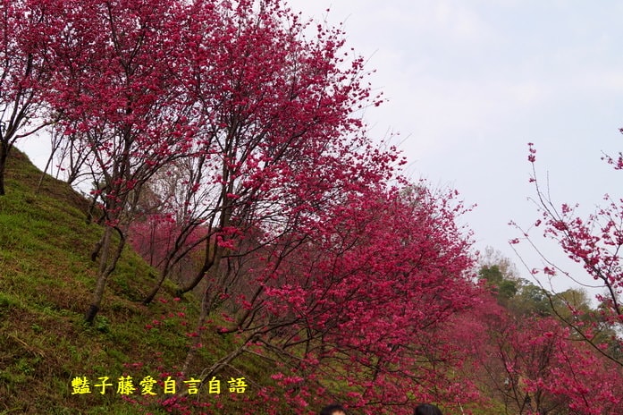 【大坑濁水巷櫻花】台中櫻花爆紅秘境．2014台中賞櫻情報．豔子藤旅遊地圖