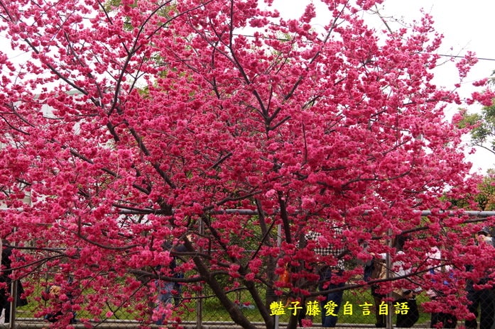 【泰安派出所櫻花】台灣最美警察局櫻花爆開．爆紅賞櫻私房景點．豔子藤旅遊地圖