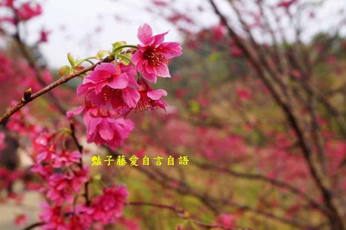 【大坑濁水巷櫻花】台中櫻花爆紅秘境．2014台中賞櫻情報．豔子藤旅遊地圖