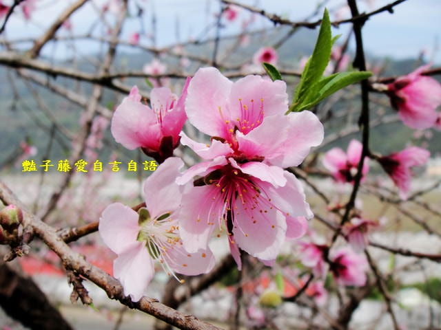 【台中秘境桃花園】台中新社美林路桃花園．遇見世外桃源．豔子藤旅遊地圖