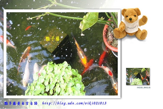 南投旅遊＆清境蕓蘆民宿。風起雲嵐！看台灣小瑞士山景【豔子藤旅遊全地圖】