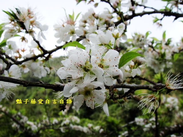 【台中桃接李】台中旅遊．桃接李花海．雪白李花盛開．豔子藤旅遊地圖