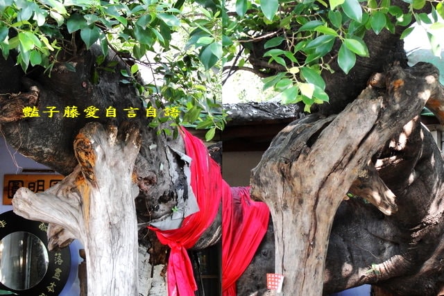 老屋老樹人文會館．創意台中觀光文創新亮點【豔子藤旅遊全地圖】