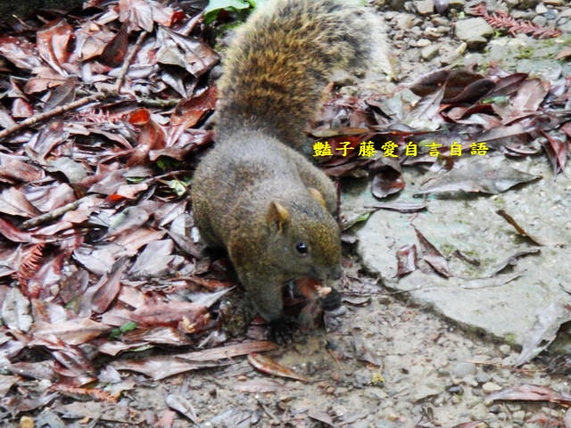 南投旅遊＆遇見可愛松鼠。你可以再靠近一點【豔子藤旅遊全地圖】