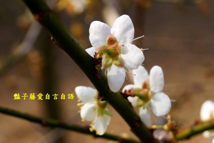 【台中梅花森林】台中新社賞梅私房景點．豔子藤旅遊地圖
