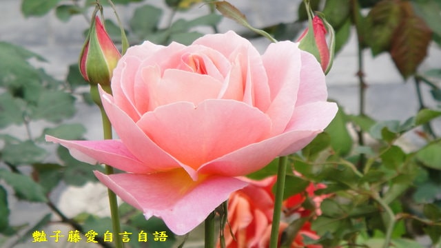 【微距鏡頭的異想世界】豔子藤的微距鏡頭　你可以再靠近一點