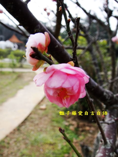 台中旅遊＆大甲鐵砧山劍井古蹟歷史傳說。綠意步道人文風情【豔子藤旅遊全地圖】