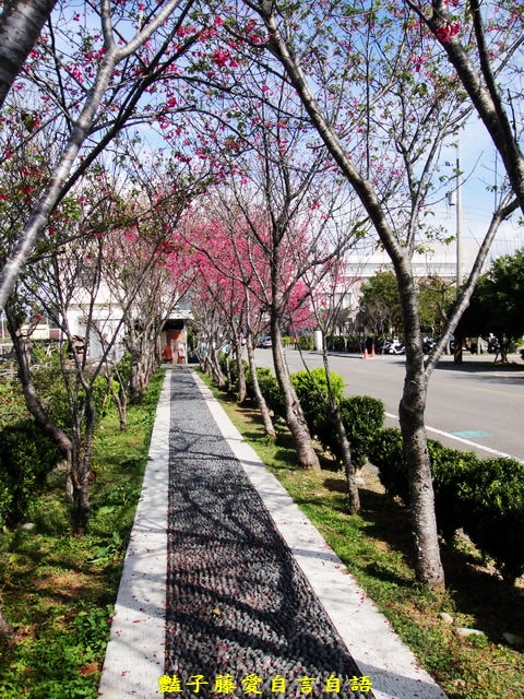 【台中新社櫻木花道】台中旅遊．新社賞櫻季．新社區公所前櫻木花道．豔子藤旅遊地圖