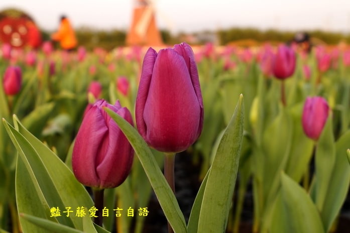 櫻花祭前．臺中市后里泰安商圈樂活深度一日遊【豔子藤臺中商圈一日遊】