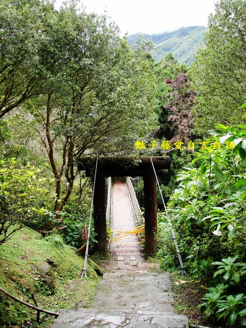 南投旅遊＆遇見可愛松鼠。你可以再靠近一點【豔子藤旅遊全地圖】