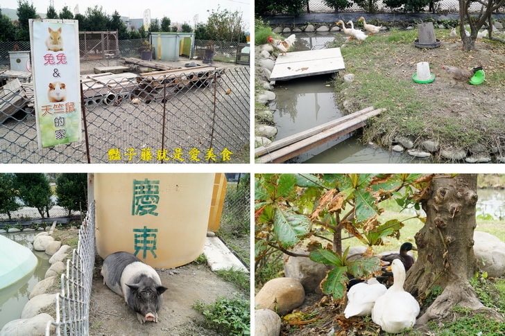 【慶東大閘蟹生態農場】秋蟹肥美.品嚐大閘蟹最佳賞味期.古早味爌肉肥嫩瘦Ｑ農家菜.兔兔天竺鼠可愛動物區