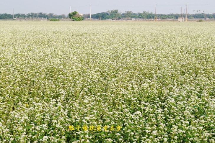 冬戀蕎麥花海．微醺旅行農戀二林．蕎見台灣白雪的幸福【豔子藤彰化好吃好玩一日遊】