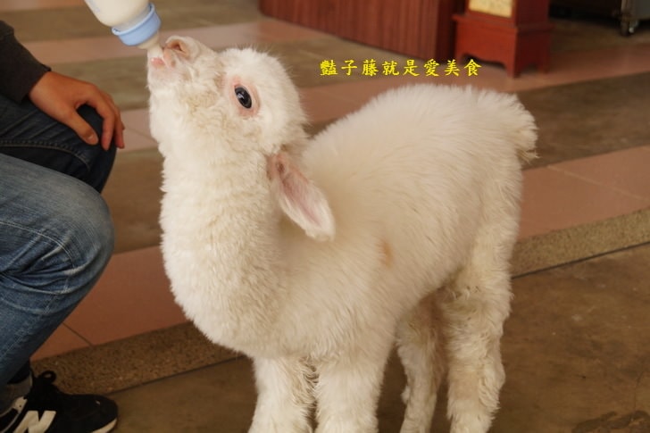 【草泥馬咖啡】台中新社親子遊．可愛草泥馬萌翻天．餵食草泥馬教戰守則．豔子藤旅遊地圖