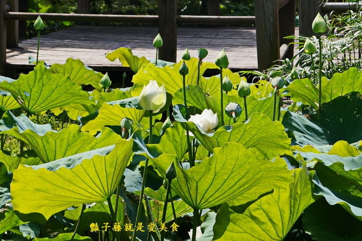【台中賞蓮荷花賞花情報】台中蓮花攝影家私房景點．景賢公園荷花池．遇見白色蓮花．豔子藤旅遊全地圖