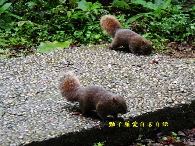 南投旅遊＆遇見可愛松鼠。你可以再靠近一點【豔子藤旅遊全地圖】