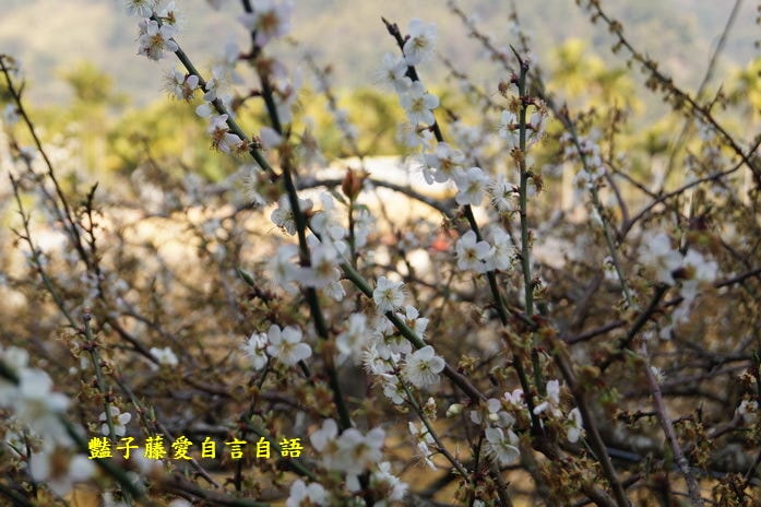【台中梅花森林】台中新社賞梅私房景點．豔子藤旅遊地圖