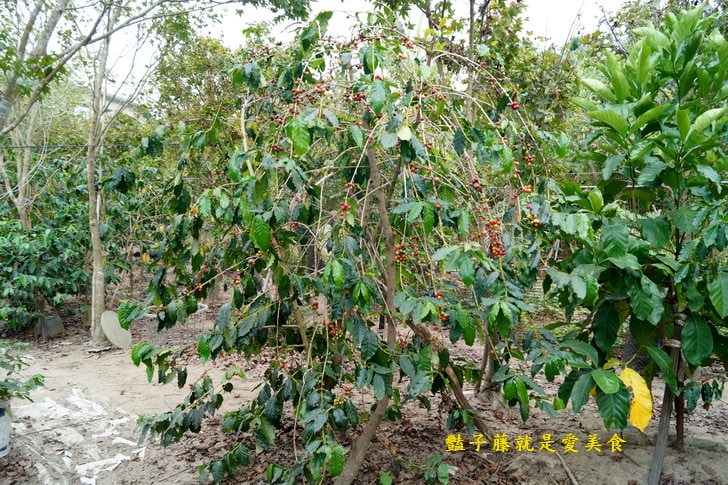 【台灣咖啡．南鄉咖啡園】南投中寮愛妻咖啡．無師自通的咖啡園主．鵝鵝鵝曲項向天歌．鵝群守護的咖啡園