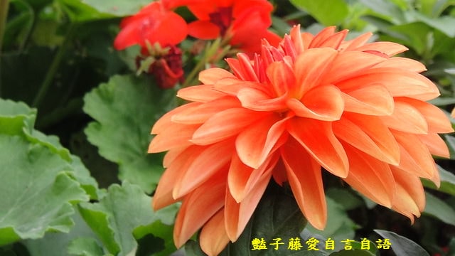 【微距鏡頭的異想世界】豔子藤的微距鏡頭　你可以再靠近一點