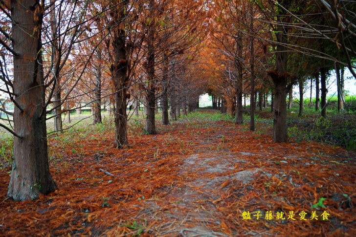 【台中霧峰落羽松】私房秘境．韓劇場景秋意濃．台灣原來這麼美．豔子藤旅遊地圖