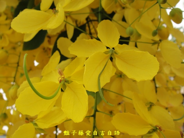 【豔子藤攝影學習站】黃金雨　聽見心的聲音