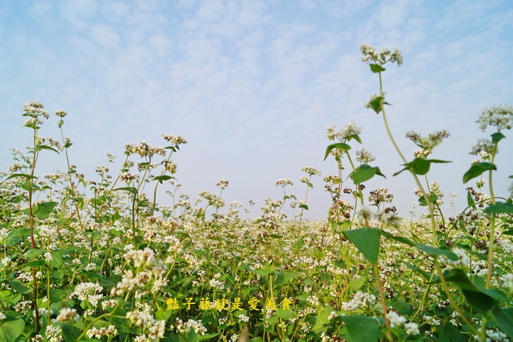 冬戀蕎麥花海．微醺旅行農戀二林．蕎見台灣白雪的幸福【豔子藤彰化好吃好玩一日遊】